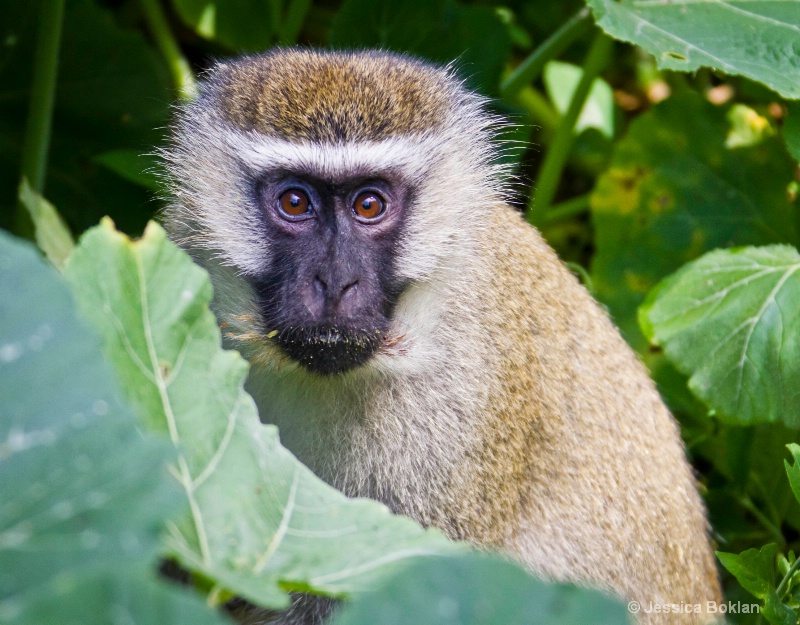 Vervet Monkey