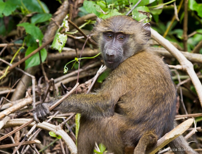 Young Baboon