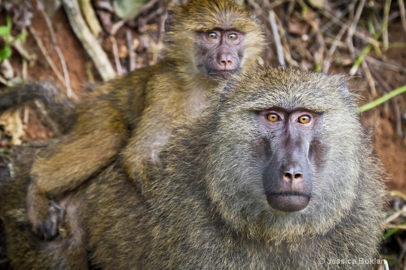 Baboon Mother with Infant