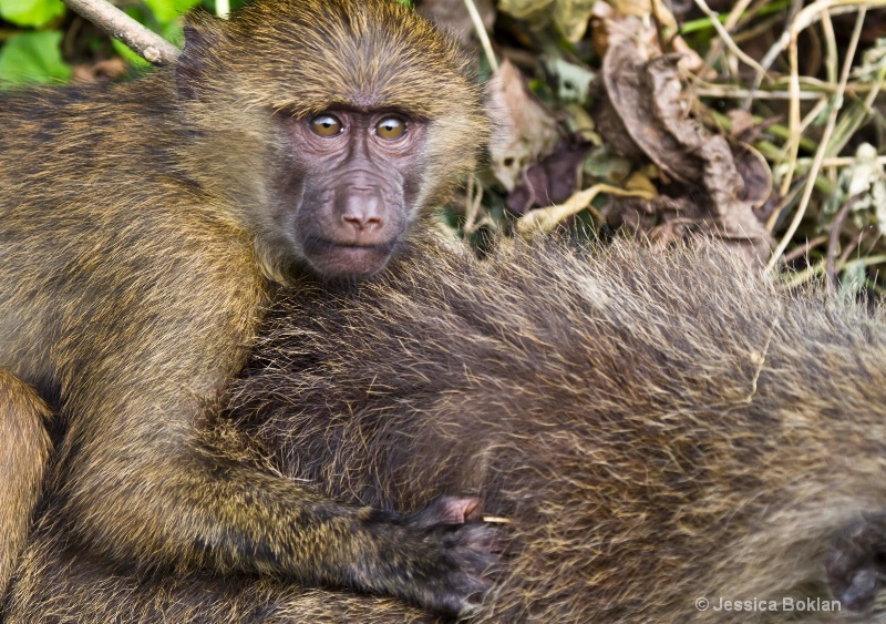 Infant Baboon with Mother