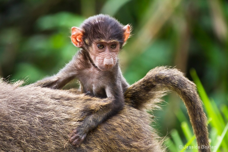 Newborn Baboon