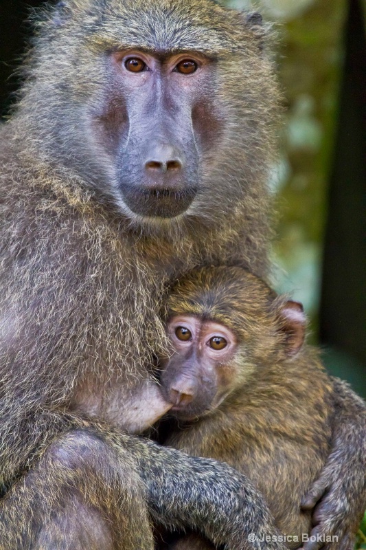 Baboon Mother with Infant