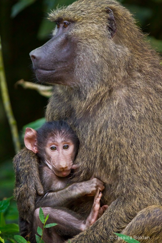 Baboon Mother with Infant