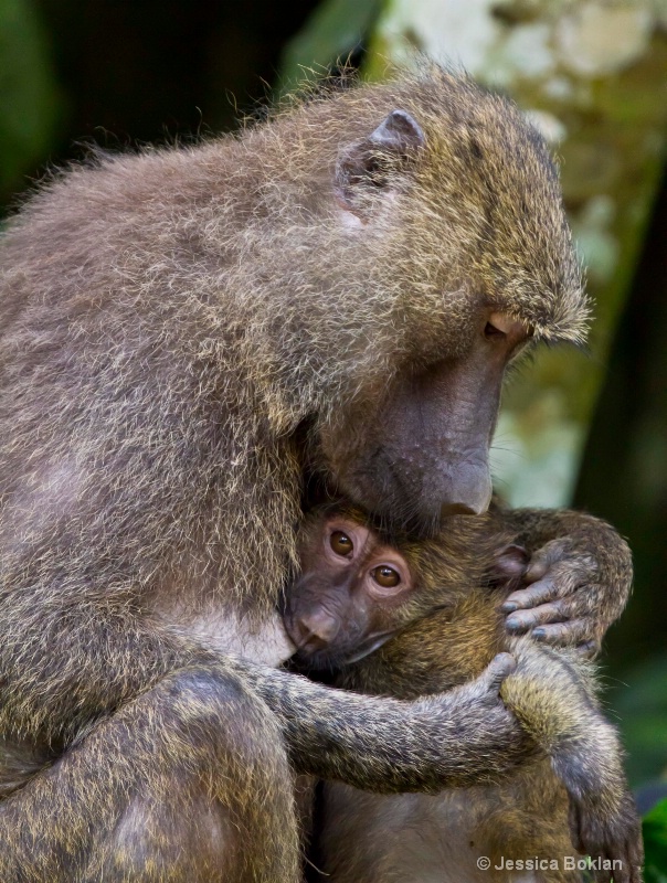 Baboon Mother with Infant