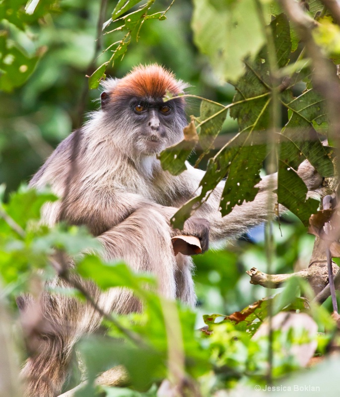 Red Colobus Monkey