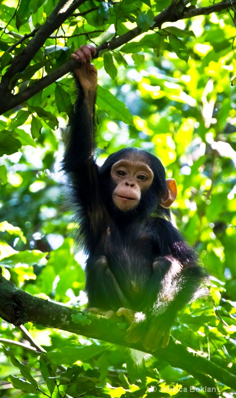 Baby Chimpanzee