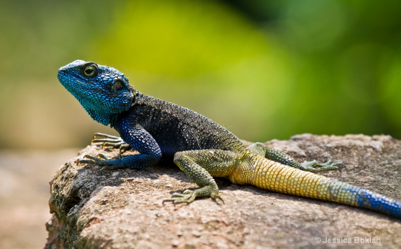 Blue-headed Agoma