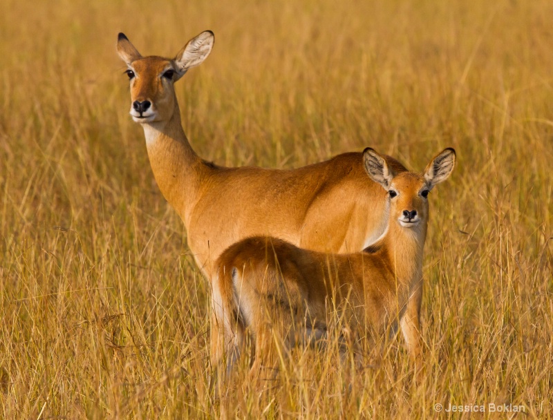 Kob Mother with Child