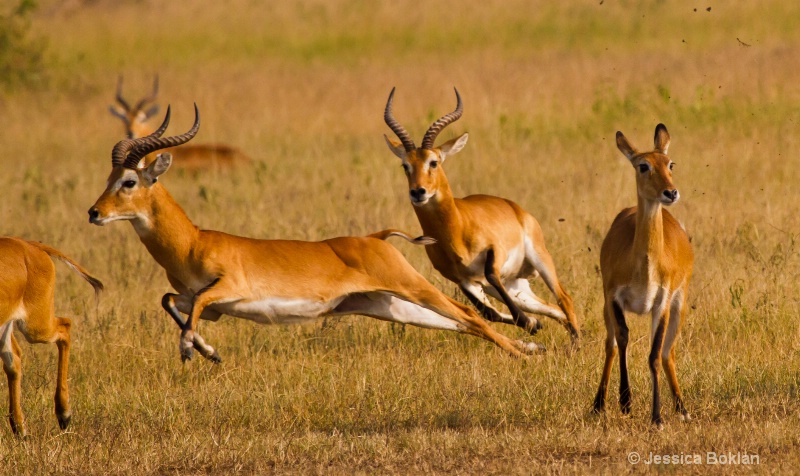 Kob Males Battle over Female