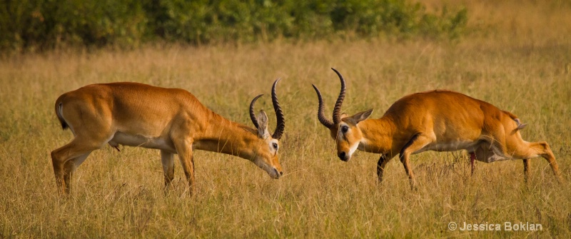 Kob Males Battle over Females