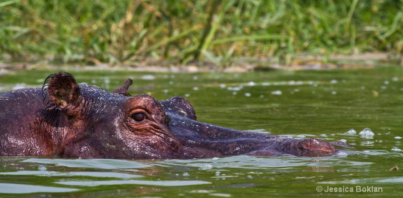 Hippopotamus
