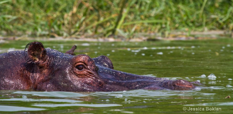 Hippopotamus