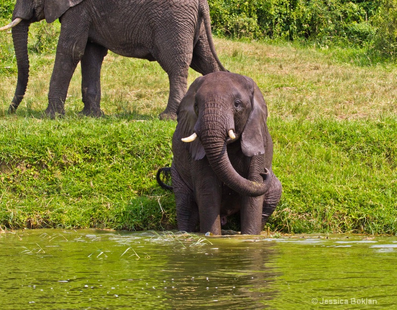 Young Elephant