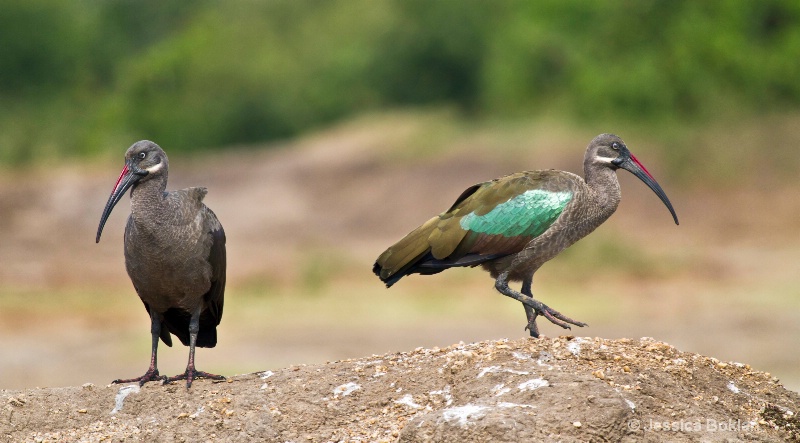 Hadala Ibis