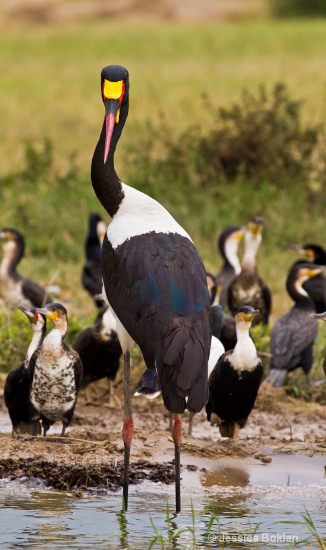 Saddle-billed Stork