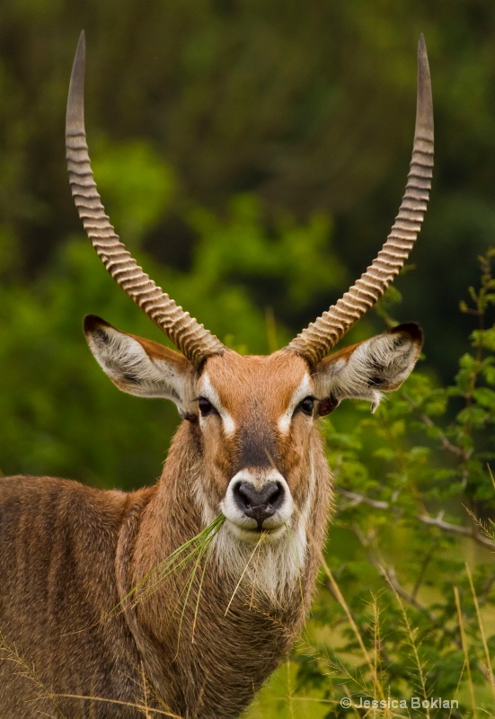 Waterbuck