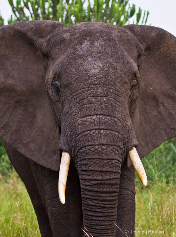 Elephant