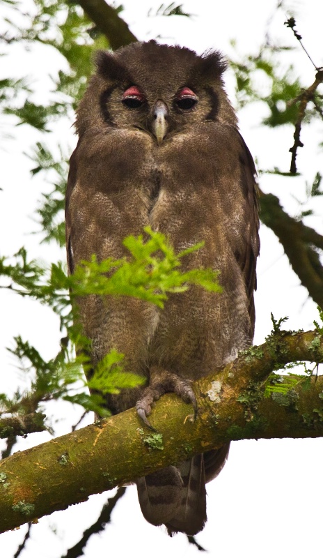 Verreaux"s Eagle-Owl