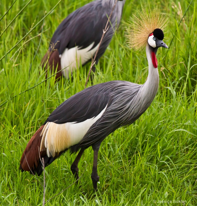 Grey Crowned Crane