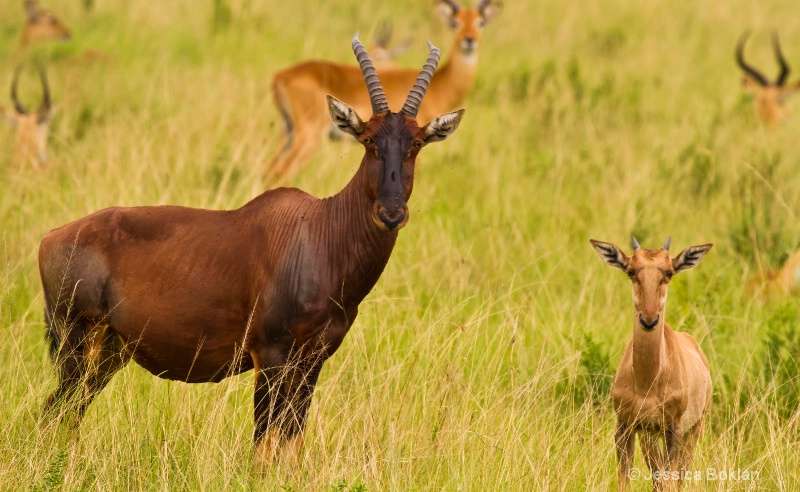 Topi Mother with Child