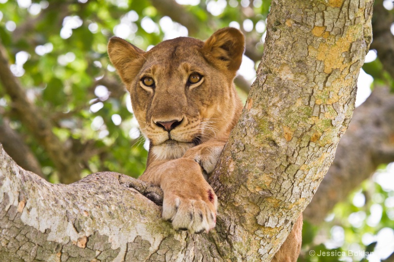 Tree Climbing Female Lion with Wounded Foot