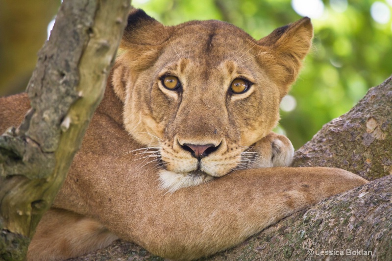 Tree Climbing Female Lion