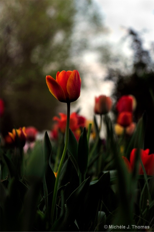 Backyard Tulips !