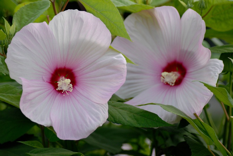 Hibiscus-Moss Rose