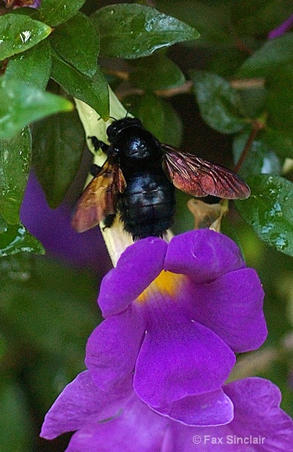 Purple Bush w Bee
