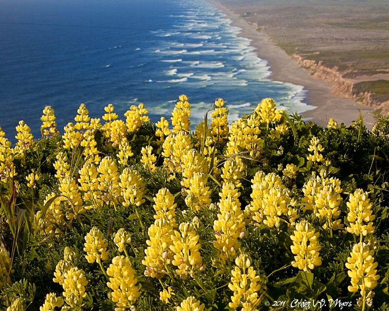Yellow Lupine-Pt. Reyes National Seashore