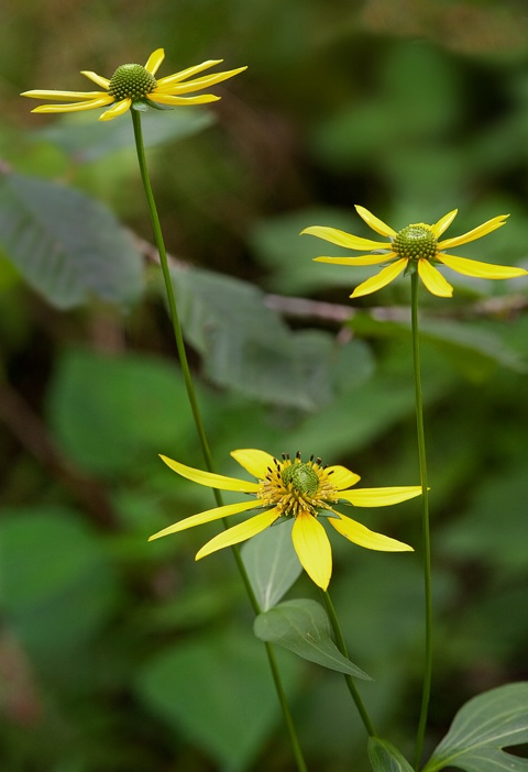 Thin-leaved Sunflower, Smoky Mountains