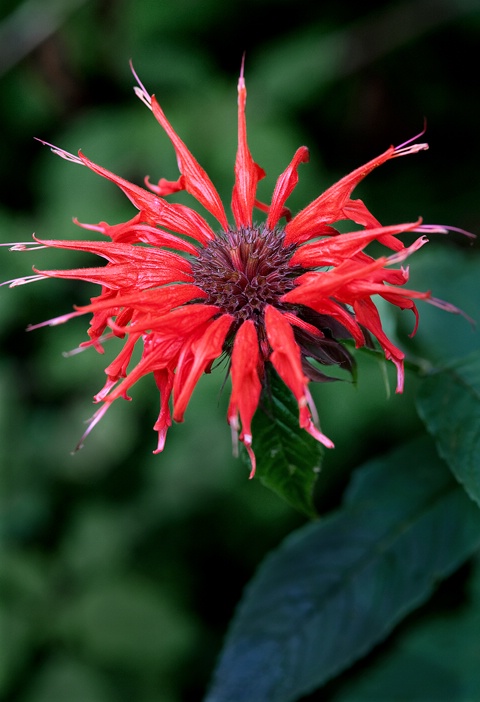 Bee Balm, Smoky Mountains