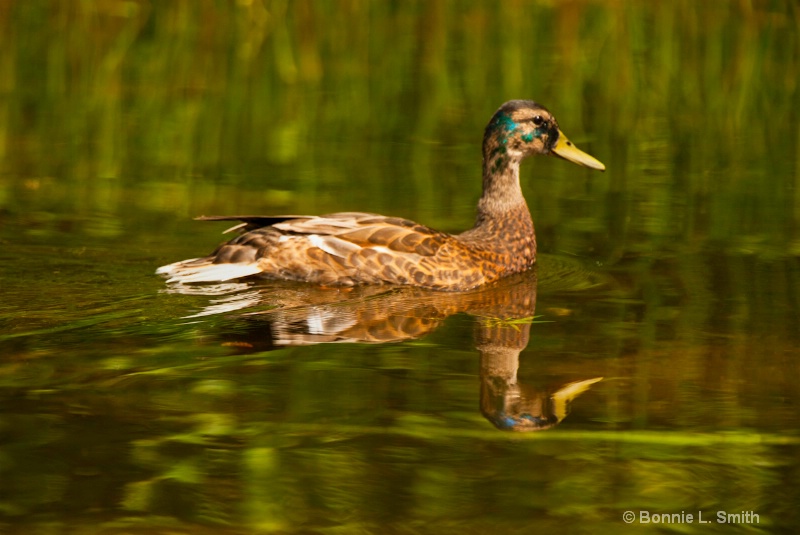 swimming through the reeds