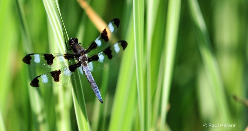 On a Branch