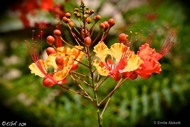 Mexican Bird-of-Paradise "Caesalpinia"