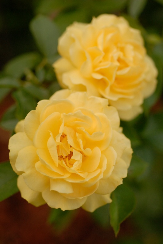 Floribunda Rose: Julia Child