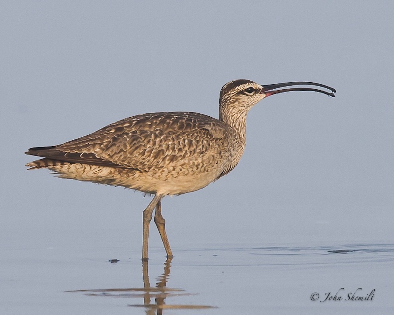 Whimbrel - July 20th, 2011