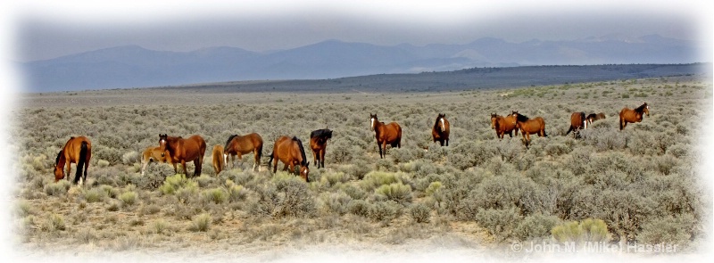 12 x 36 Wild Horses
