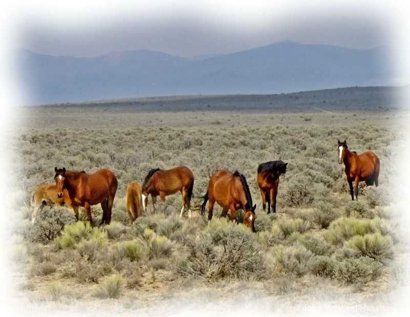 Wild Horses in Southern Colorado