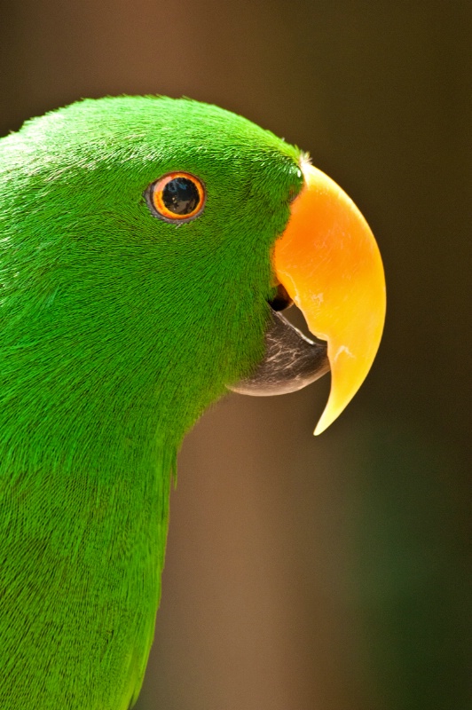Busch Gardens Parrot