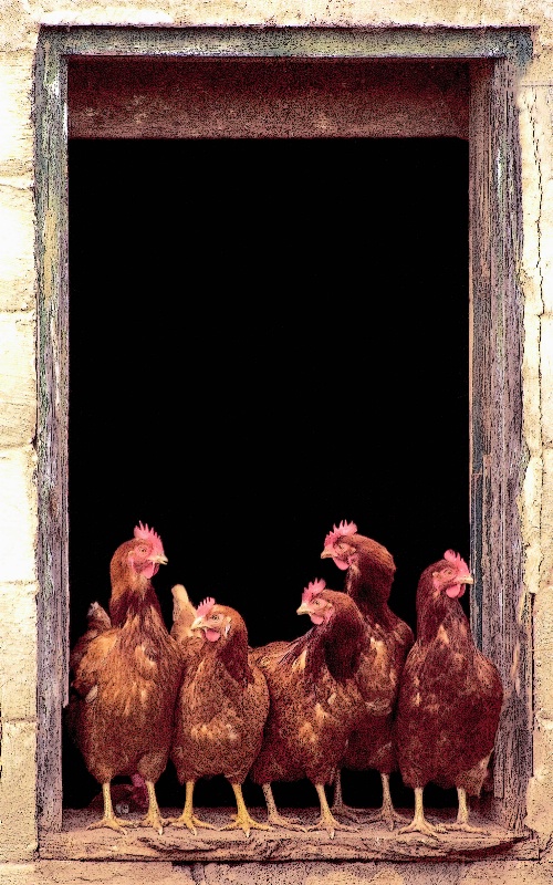 Hens in a Barn Window