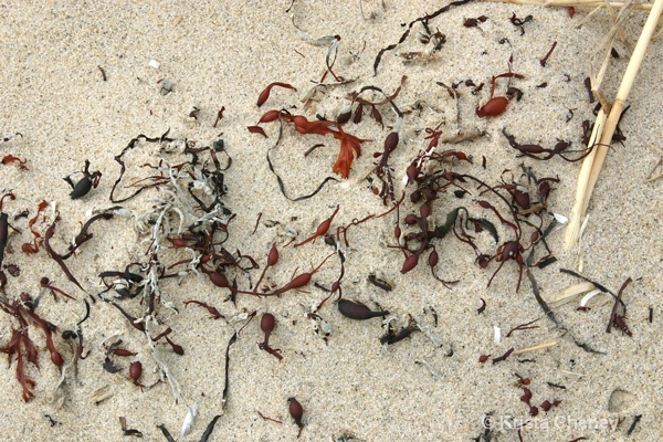 Beach art, Cape Cod