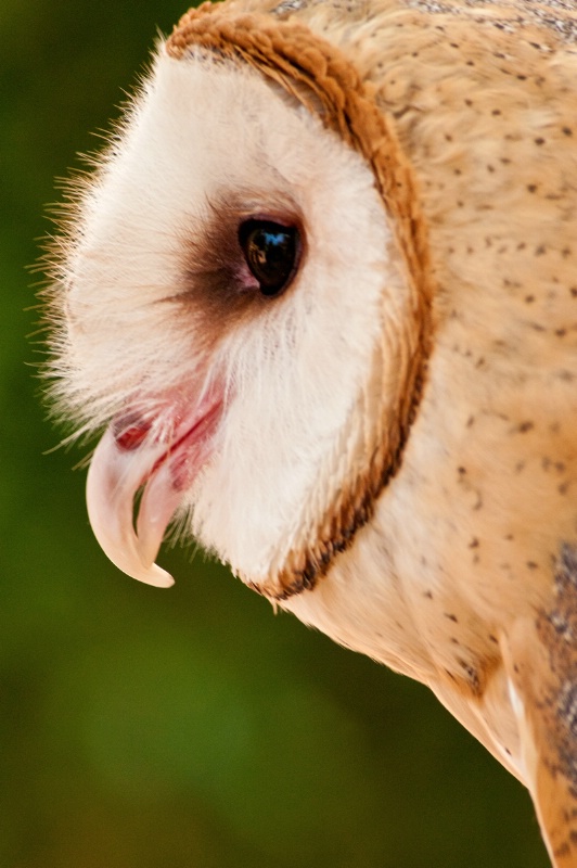BG Owl Profile