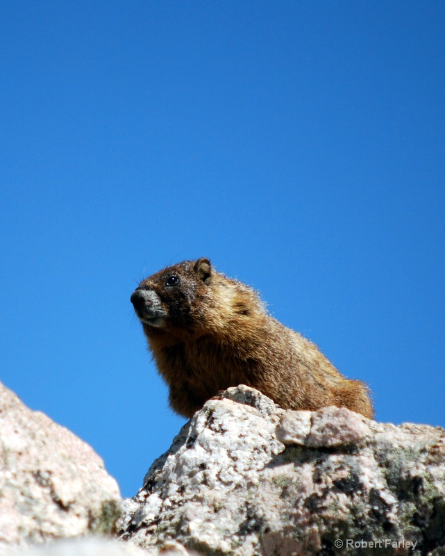 Marmot in the sky