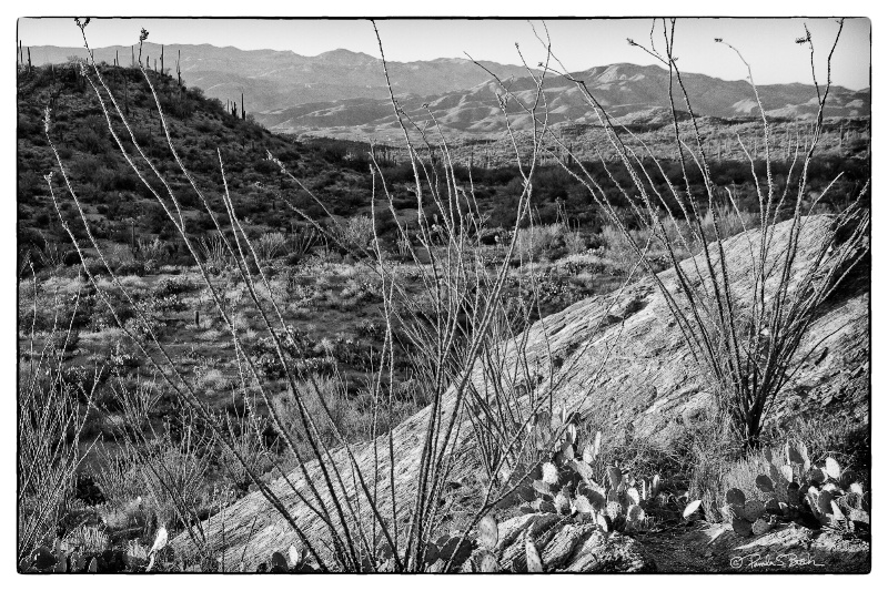 Ocotillo & Rocks