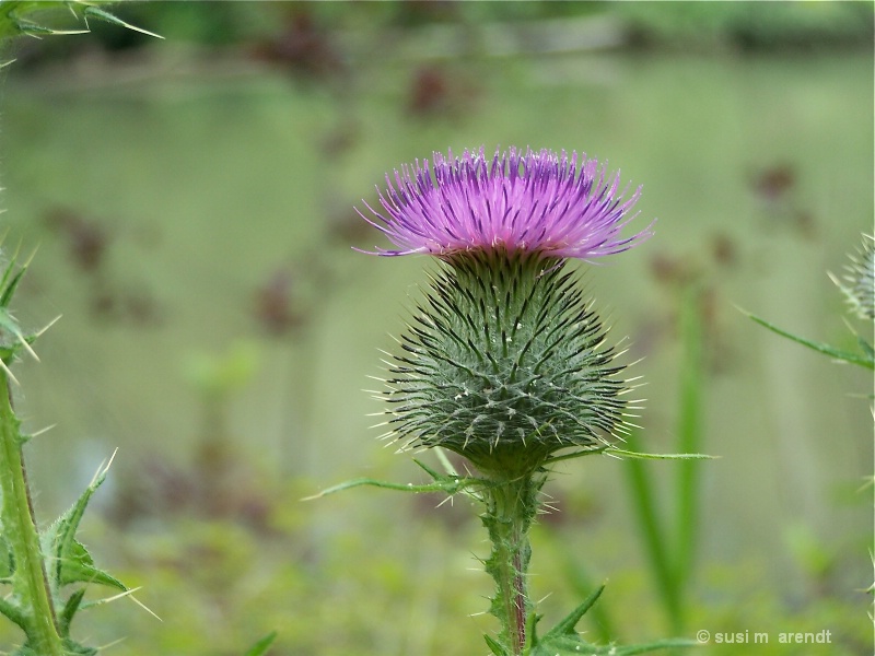 Simple Thistle