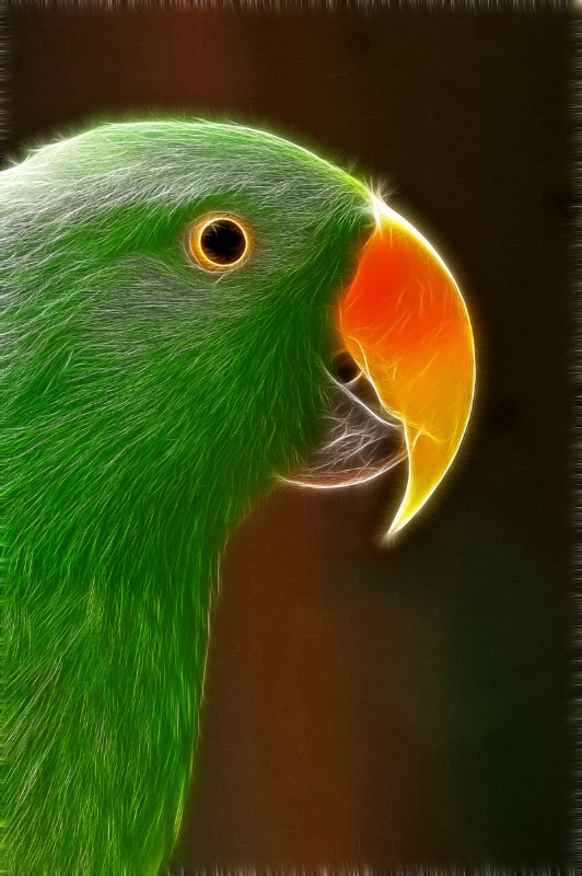 Busch Gardens Parrot