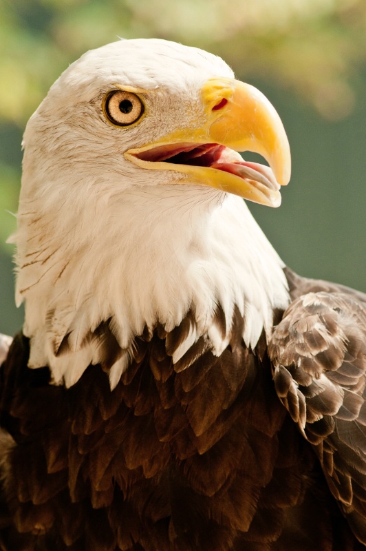 Busch Gardens Eagle