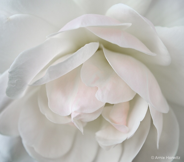 White with a Touch of Pink - III
