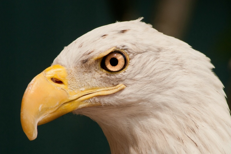 Busch Gardens Bald Eagle